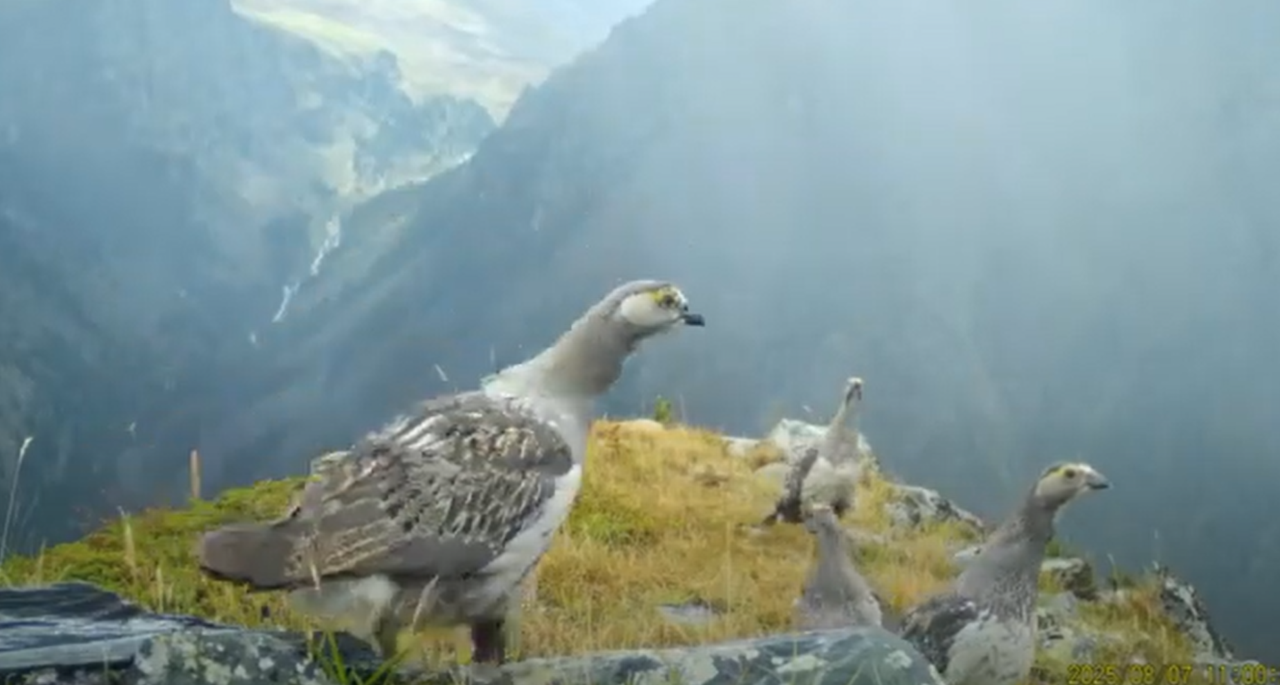 В нацпарке ВКО в фотоловушку попали краснокнижные алтайские улары