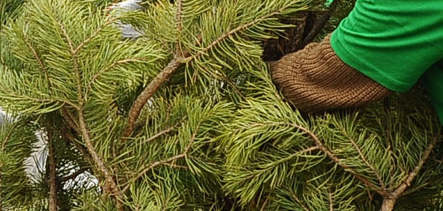 В Талдыкоргане с улицы пропала сосна — акимат нашел виновников происшествия