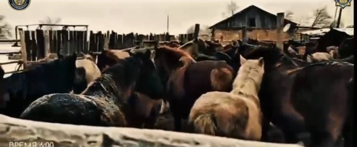 В Павлодарской области полицейские задержали скотокрадов