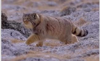 Маму-манула и её детёныша сняла фотоловушка в Чарынском каньоне