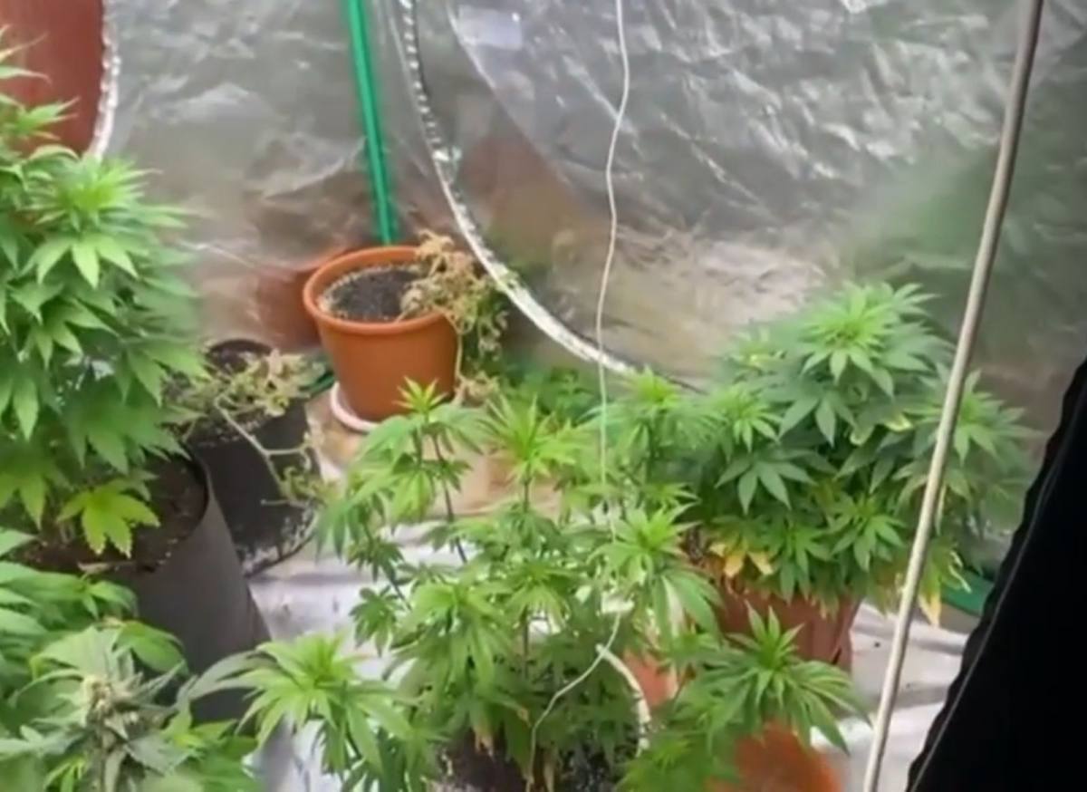 В Карагандинской области в квартире обнаружили незаконное выращивание конопли