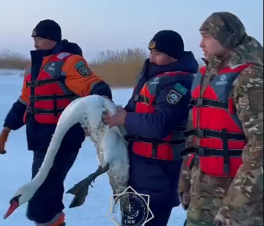 На озере Алаколь спасли раненого белого лебедя