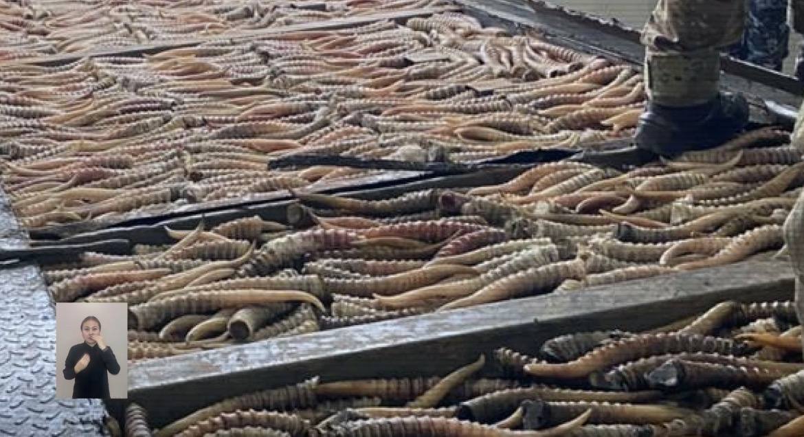 Канал незаконной охоты и контрабанды дериватов сайги пресекло МВД