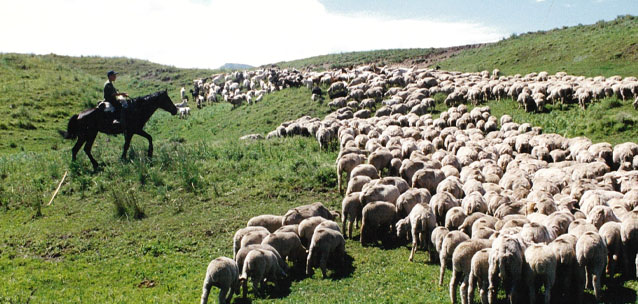 Пенсионный возраст для пастухов и чабанов планируют снизить в Казахстане