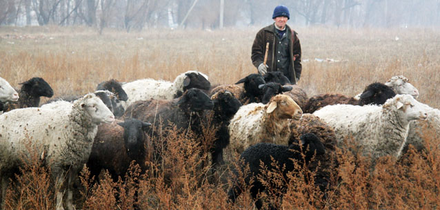 Чабаны будут выходить на пенсию в 55 лет