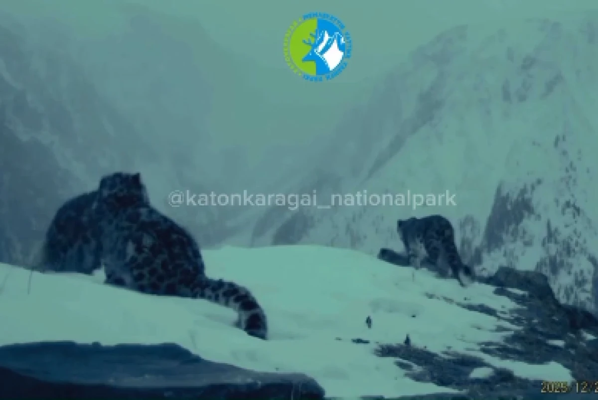 Фотоловушка сняла снежного барса с тремя детенышами в Катон-Карагае