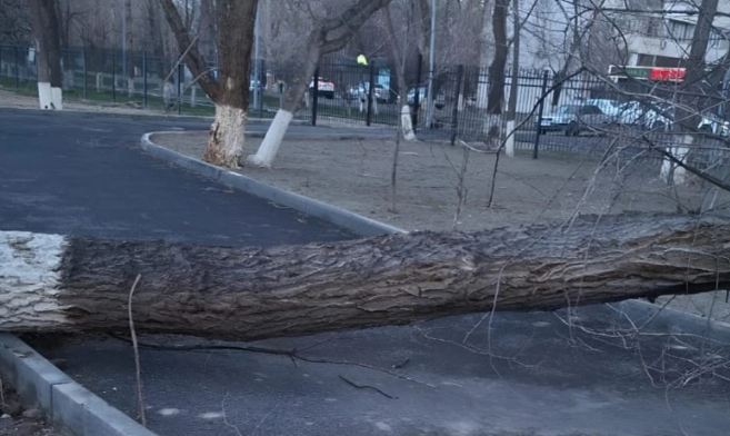 В Таразе сильный ветер повалил деревья и оборвал провода