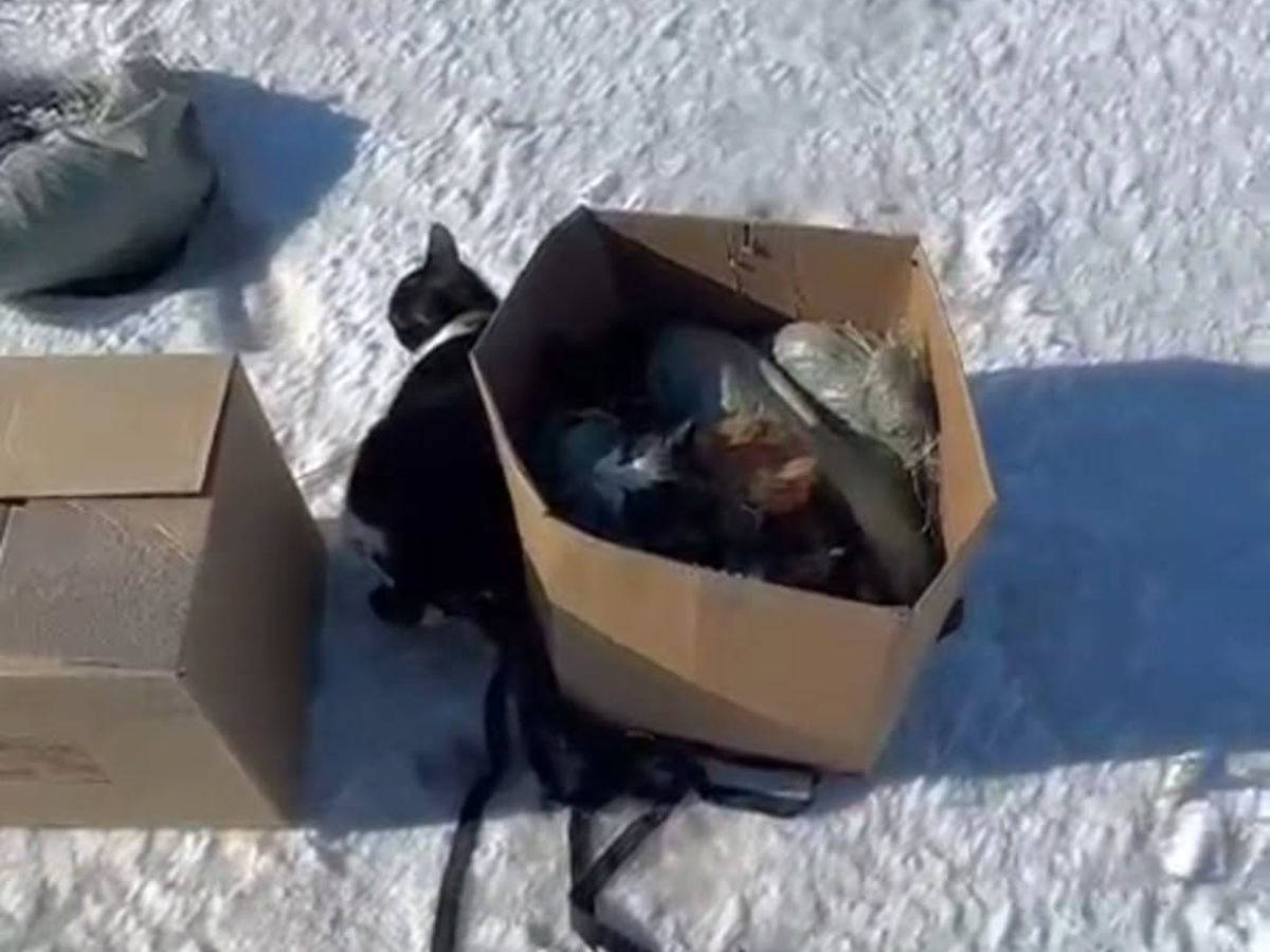 Коробки и мешки с живыми и мёртвыми кошками нашли возле трассы в Семее