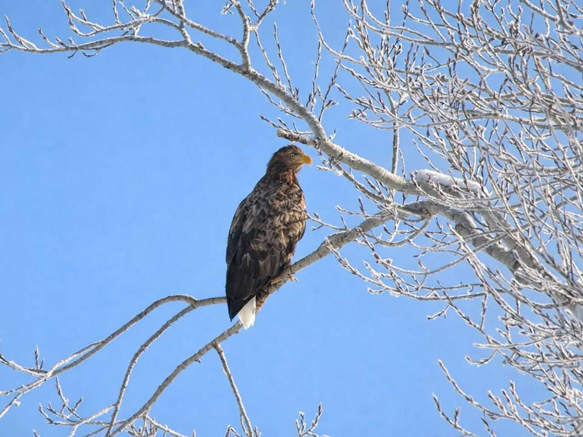 Краснокнижную птицу запечатлели в ВКО