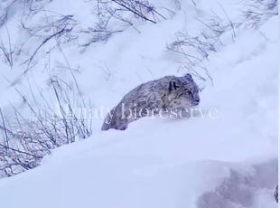 В Алматинском заповеднике запечатлели детёнышей снежного барса