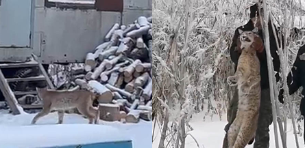 Дикая рысь забрела в село в Костанайской области