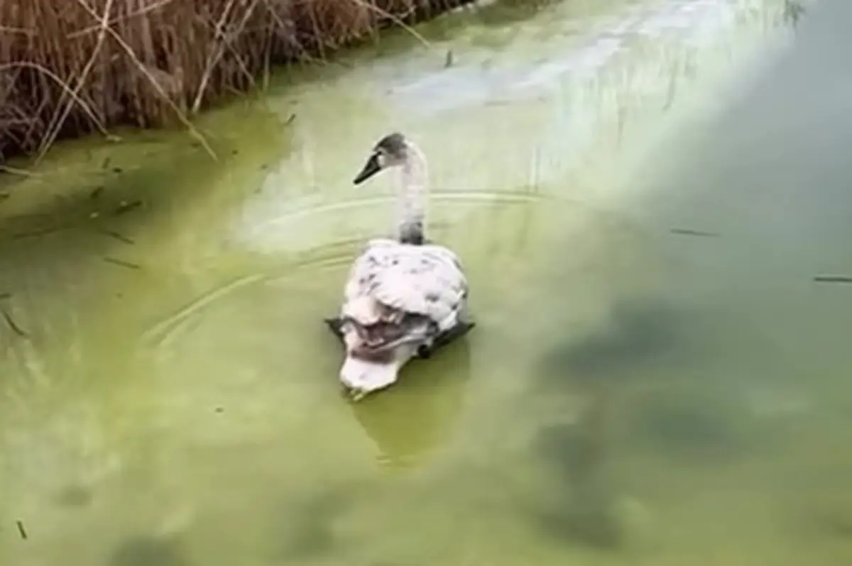 Как в Мангистау спасают лебедей