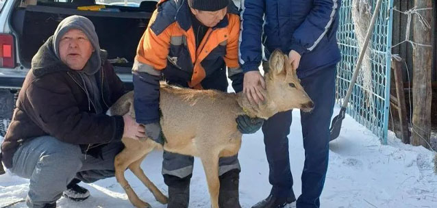 Житель Семея обнаружил во дворе дома сибирскую косулю