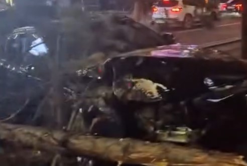 Автомобиль сбил деревья в Алматы