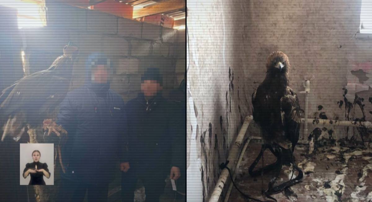 На территории Павлодарской области пресекли канал контрабанды краснокнижных птиц