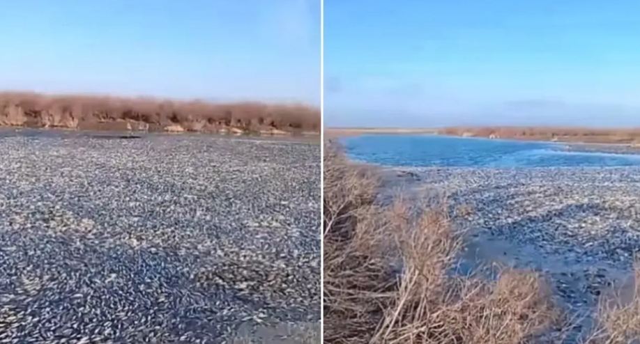 В ЗКО на озере Сарыайдын зафиксировали массовую гибель рыбы