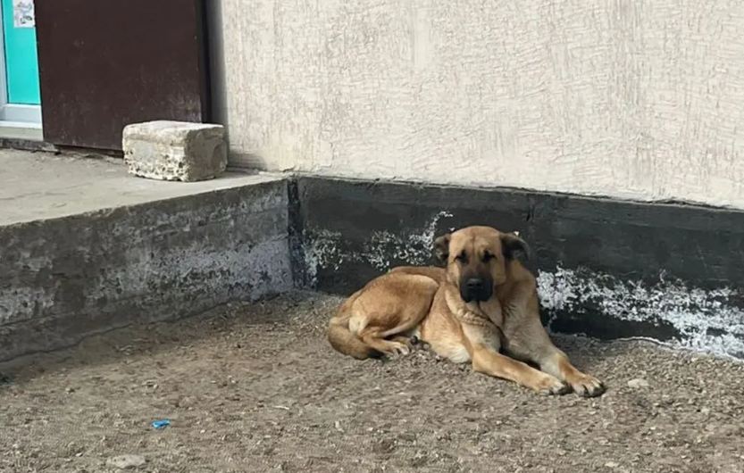 В Мангистау в одном из сельских округов отловили более 80 бродячих животных