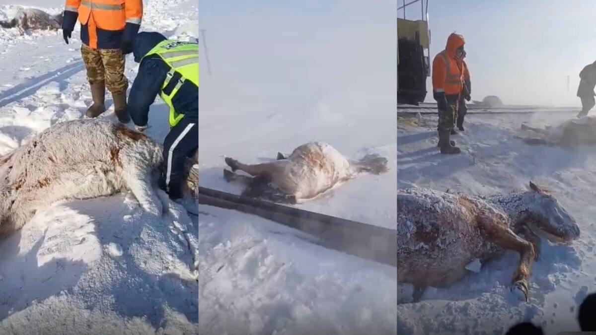 В Акмолинской области поезд совершил наезд на 11 лошадей