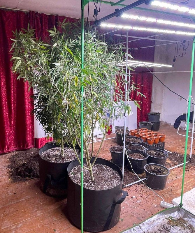 В Атырауской области накрыли подпольную фитолабораторию