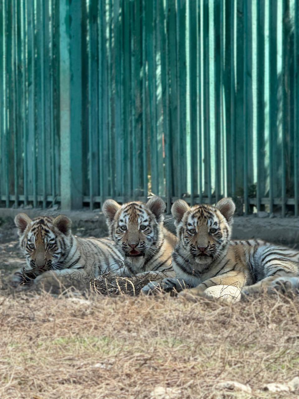 В зоопарке Алматы родились три амурских тигрёнка