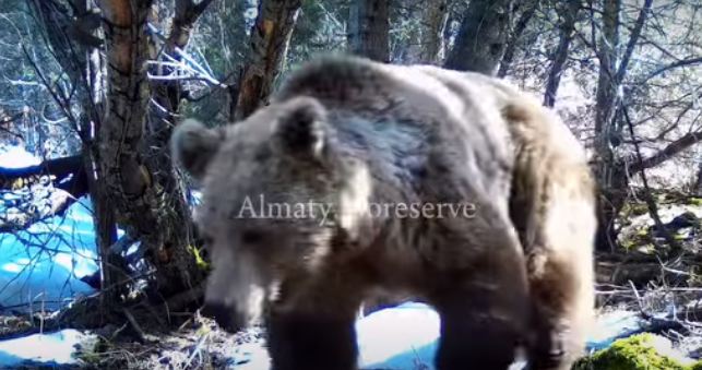 В горах Алматы в фотоловушку попали проснувшиеся медведи