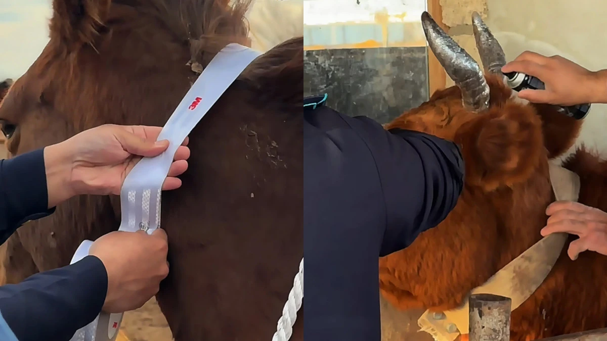 Новый способ снижения ДТП с животными придумали в Актюбинской области