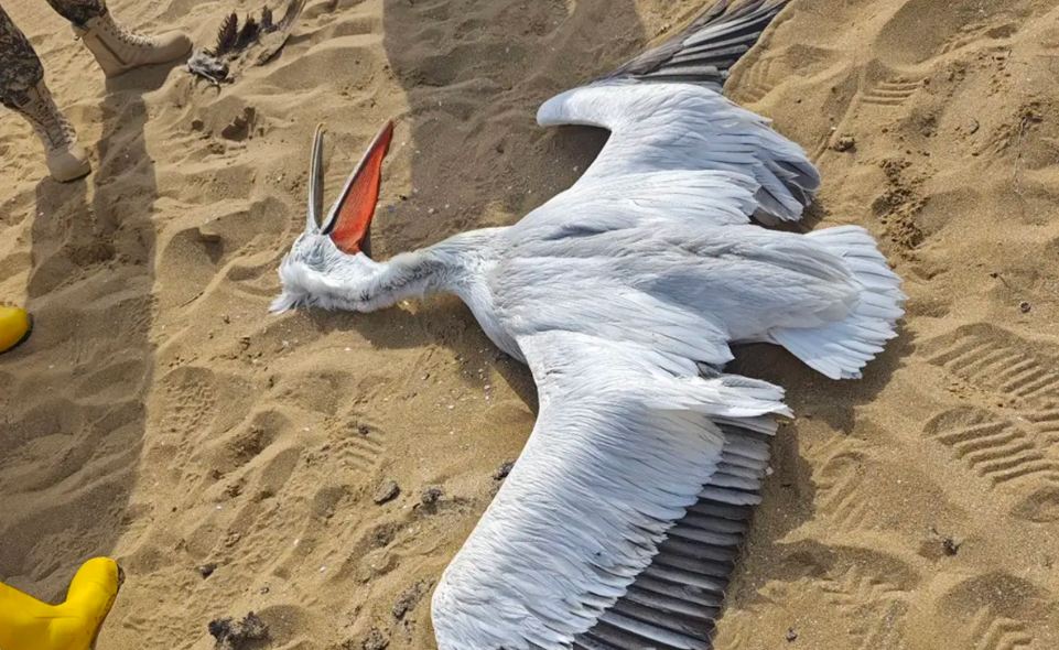 Краснокнижного пеликана нашли мертвым на берегу Каспия