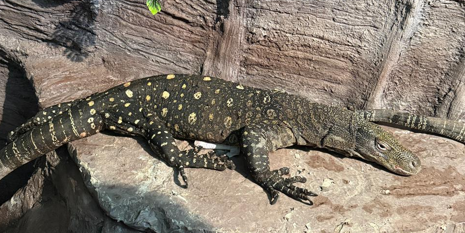 Новые редкие животные появились в алматинском зоопарке