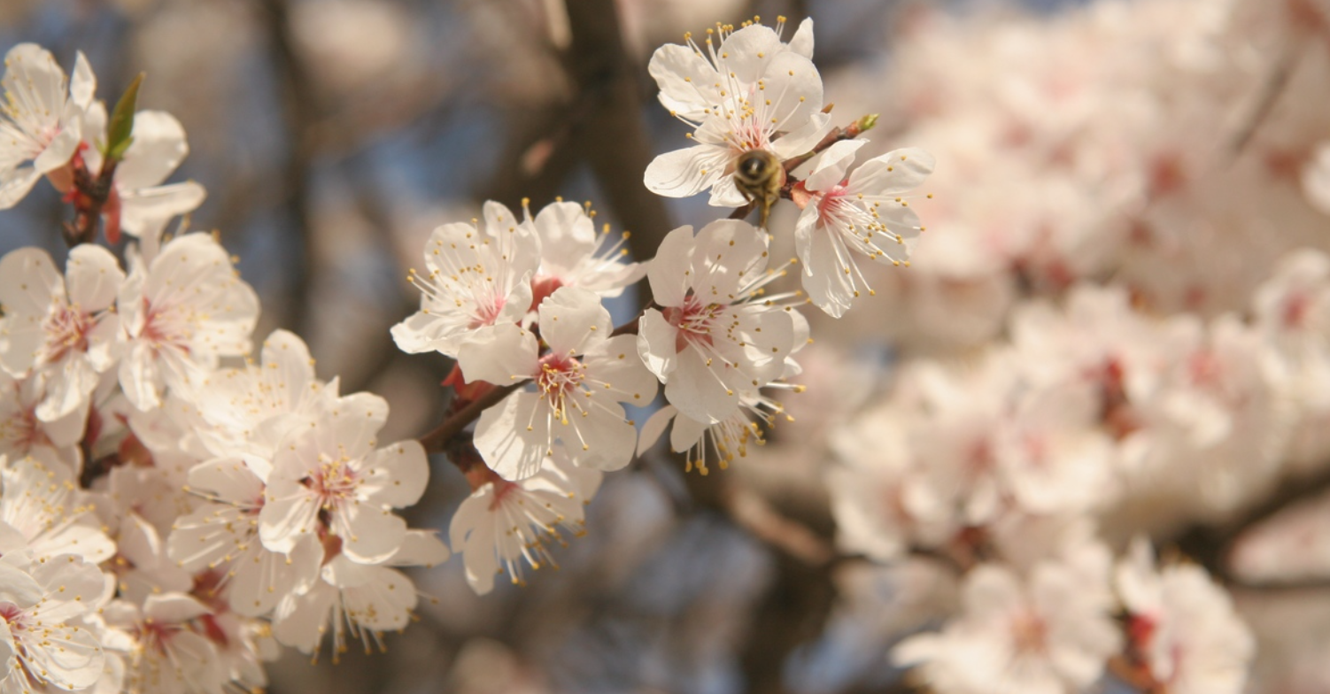 Президент Токаев изменил даты Наурыза: новые смыслы и древние традиции