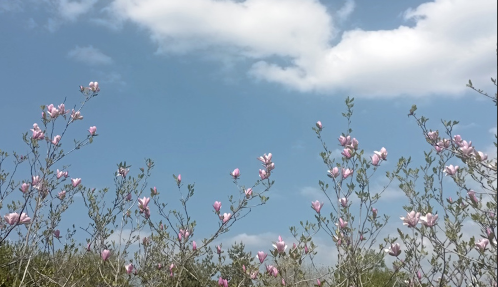 Какой будет погода в Казахстане 29 марта