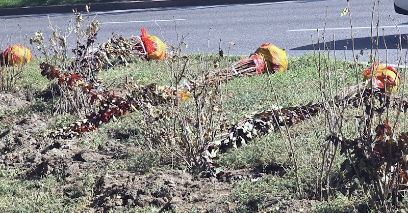 Более миллиарда тенге потратят на озеленение Актау в 2026 году