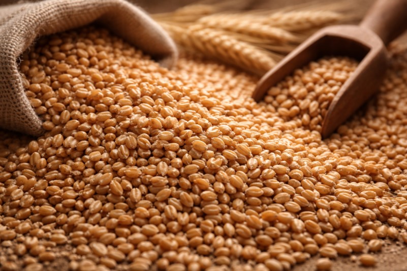 Экспорт зерна и муки из Казахстана в зерновом эквиваленте достиг 8,9 млн тонн