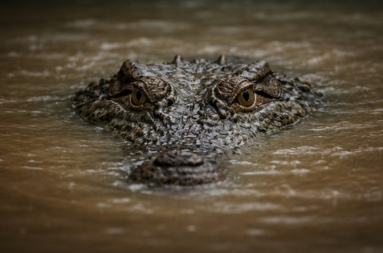 В Австралии из-за наводнения эвакуируют жителей: власти предупреждают о крокодилах в воде