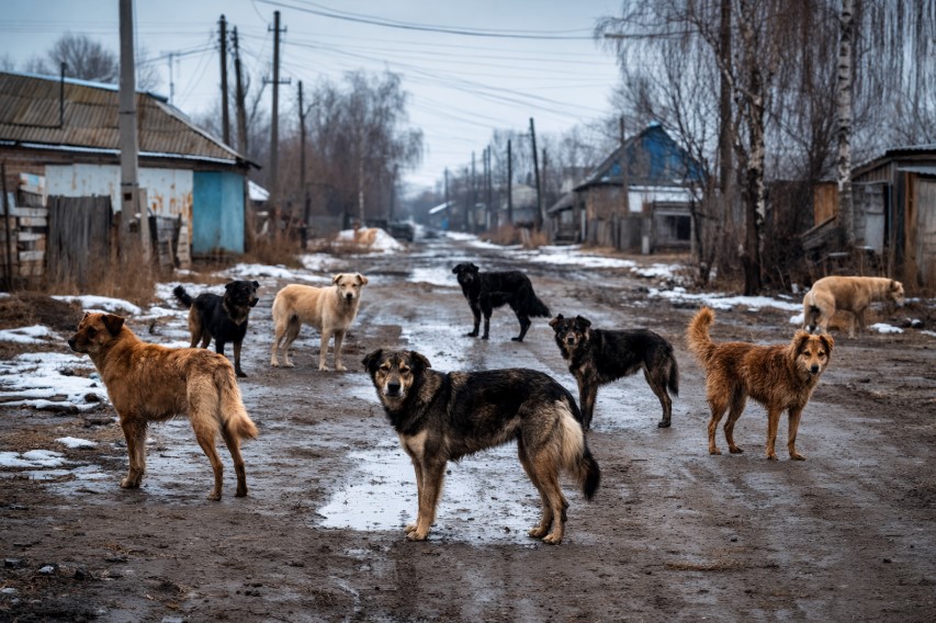 Собаки лают, акимы молчат: село в Мангистау страдает от нашествия бездомных животных