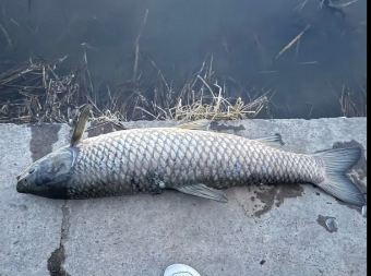 В Астане на берегу Есиля обнаружили мёртвую рыбу