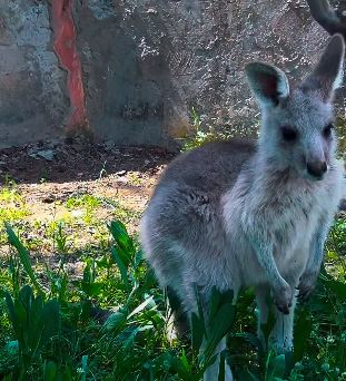 В зоопарке Шымкента у пары кенгуру родился детеныш