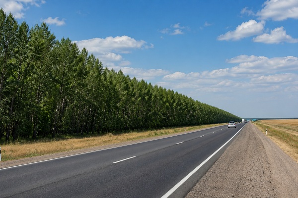 В РК утвердили приоритетные территории для лесополос