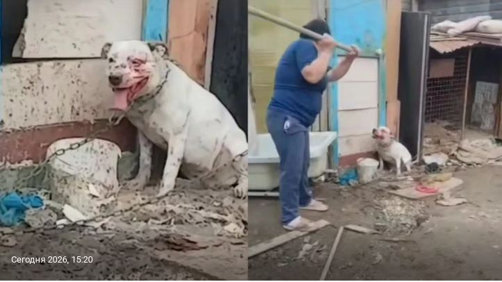 В Атырау женщина ударила собаку лопатой