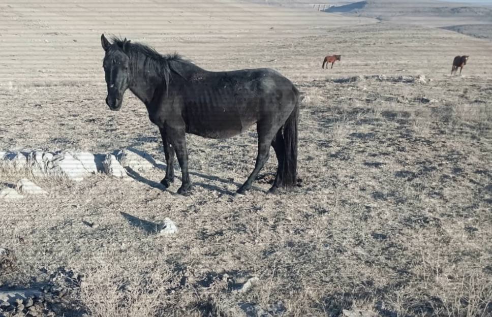 В Жамбылской области ликвидированы две группы скотокрадов