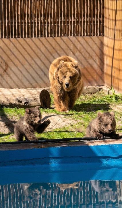В зоопарке Алматы вновь пополнение: родились краснокнижные медвежата