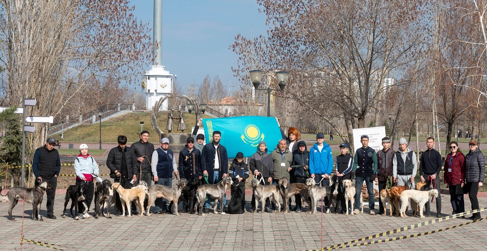 Казахский тазы собрал единомышленников: в Актобе состоялся племенной смотр