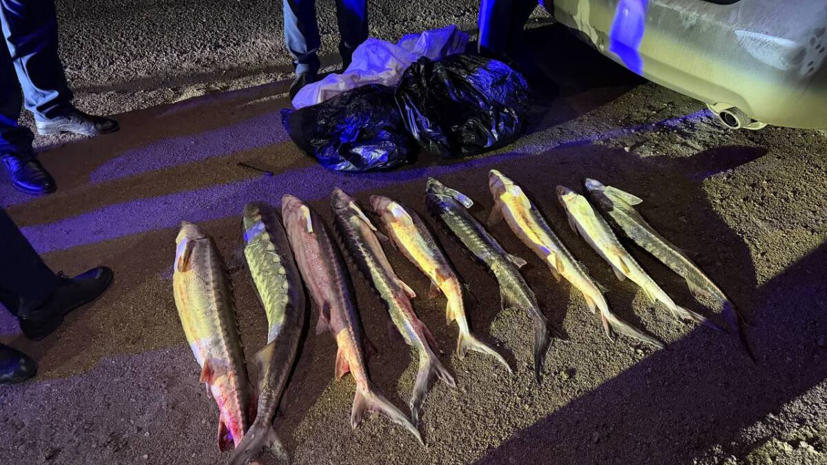 В Актау задержан гражданин за незаконную перевозку красной рыбы