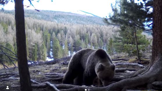 В национальном парке Катон-Карагай в фотоловушку попали маралы и медведь