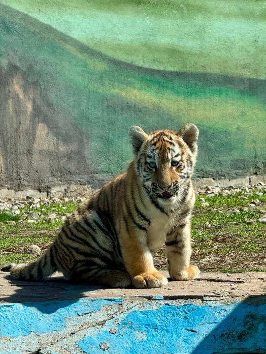 В зоопарке Алматы родились три амурских тигренка