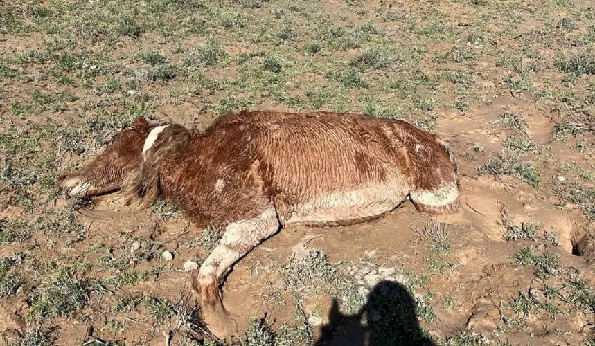 На западе РК из-за сильных ливней погибли более 200 лошадей
