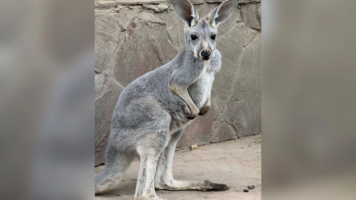 Три кенгуренка родились в Алматинском зоопарке