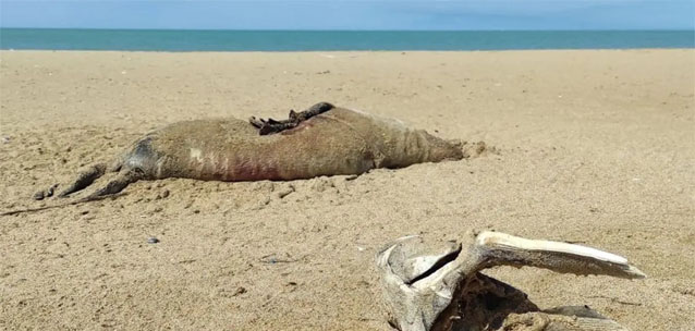 Уже почти 200: в Мангистау растет число обнаруженных мертвых тюленей