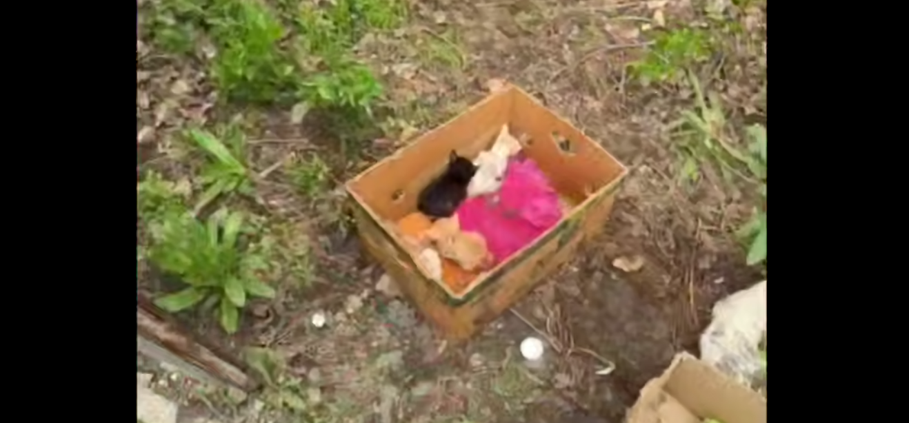 Алматинские пожарные вынесли 6 котят из огня