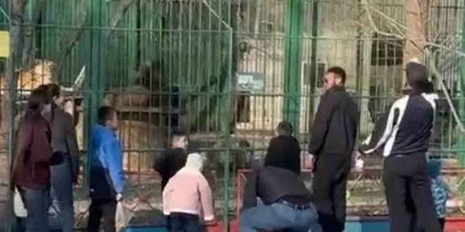 В Семее львов забросали камнями