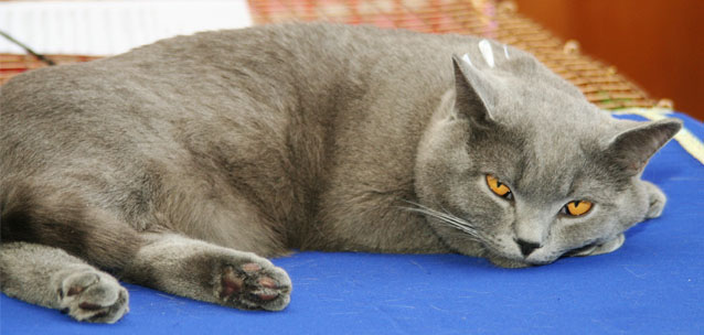 Во сколько обходится хозяину жизнь кошки или собаки в Казахстане?